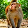 Macaque Monkey paint by numbers