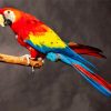 Macaw Bird paint by numbers