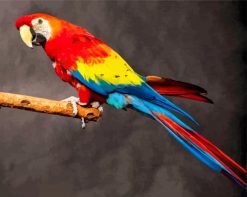 Macaw Bird paint by numbers