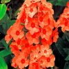 Orange Phlox Flowers paint by numbers