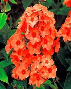 Orange Phlox Flowers paint by numbers