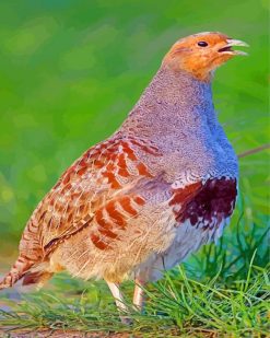 Partridge Bird paint by numbers