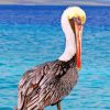 Pelican Bird paint by numbers