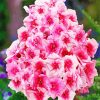 Pink Phlox paint by numbers