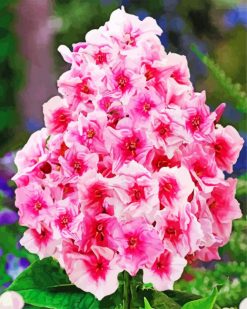 Pink Phlox paint by numbers