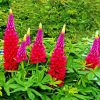 Pink And Purple Lupins paint by numbers