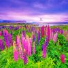 Purple And Pink Lupins Paint by numbers