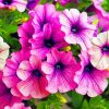 Pink Petunias Flowers paint by numbers