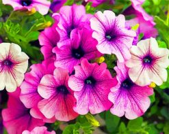 Pink Petunias Flowers paint by numbers