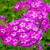 Purple Phlox paint by numbers