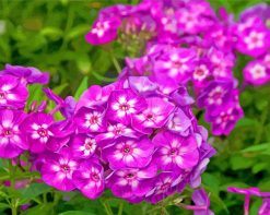 Purple Phlox paint by numbers