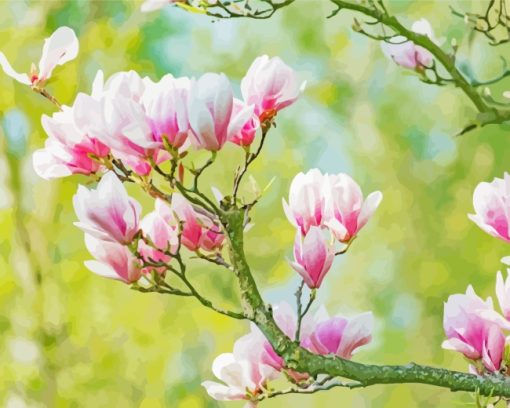 Blooming Magnolia Flower paint by numbers