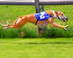 Greyhound Dog paint by numbers