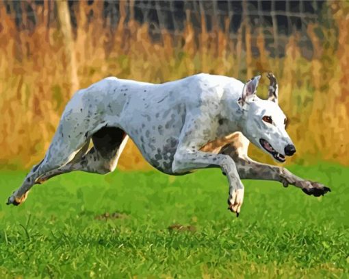 Greyhound Running paint by numbers