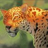 Jaguar Animal paint by numbers