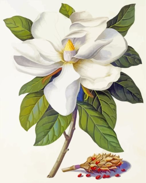 Magnolia White Flower paint by numbers