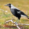 Magpie Bird Animal paint by numbers