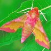 Pink Moth paint by numbers