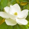 White Magnolia Flower paint by numbers