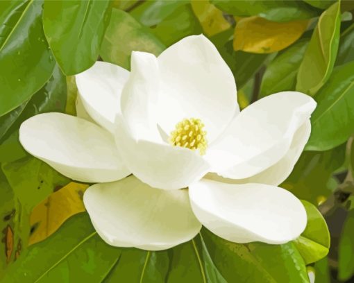 White Magnolia Flower paint by numbers