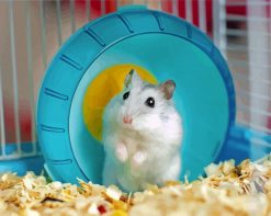 Adorable Hamster paint by numbers