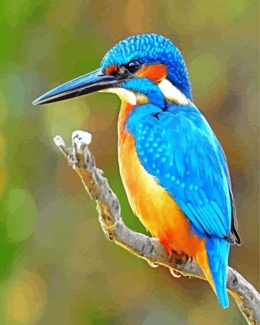 Bird Kingfisher paint by nummbers