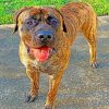 Brindle Mastiff Pet paint by numbers