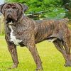 Brindle Mastiff Dog paint by numbers