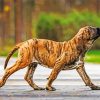 Brindle Mastiff paint by numbers