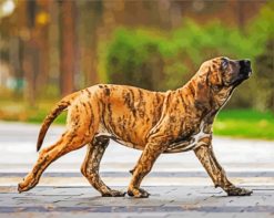 Brindle Mastiff paint by numbers