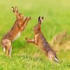 Brown Hares paint by numbers