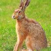 Cute Hare paint by numbers