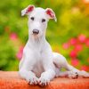 White Greyhound paint by numbers