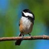 Chickadee Bird paint by numbers