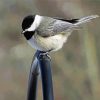 Chickadee bird paint by numbers