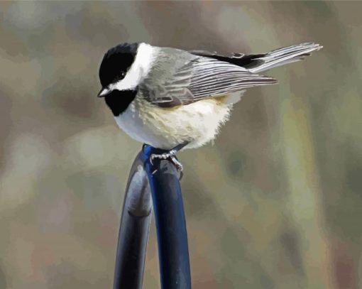 Chickadee bird paint by numbers