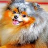 Pomeranian Puppy paint by numbers