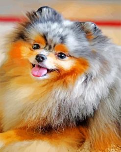 Pomeranian Puppy paint by numbers