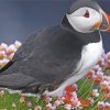 Puffin Bird paint by numbers