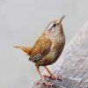 Wren Bird Animal paint by numbers