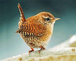 Aesthetic Wren Bird paint by numbers