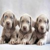 Aesthetic Weimaraner Puppies paint by numbers