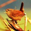 baby wren paint by numbers