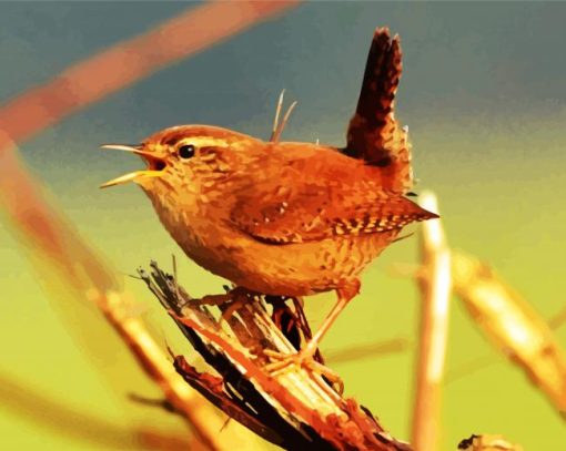 baby wren paint by numbers