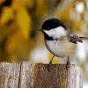 Cute Chickadee Bird paint by numbers