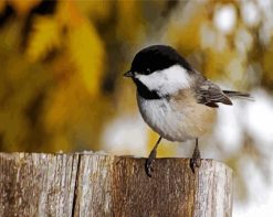 Cute Chickadee Bird paint by numbers