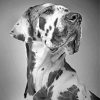 Black And White Great Dane paint by numbers