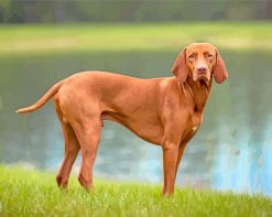 Brown Vizsla panels paint by numbers