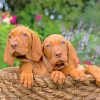 Cute Vizsla Puppies paint by numbers