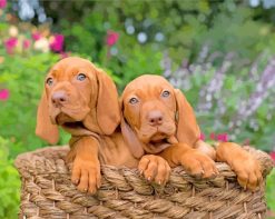 Cute Vizsla Puppies paint by numbers